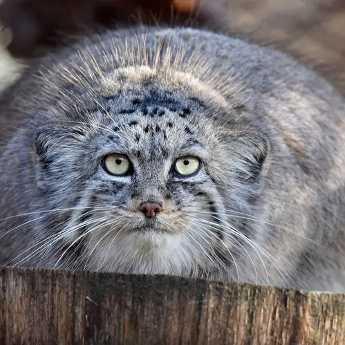 ブルノ動物園のローザの写真