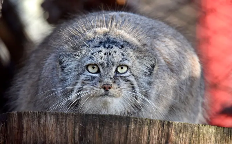 ブルノ動物園のローザの写真