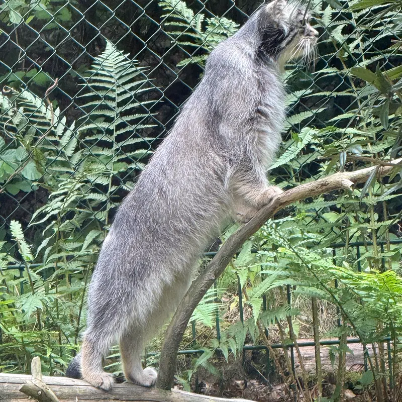 オペル動物園のバトゥの写真