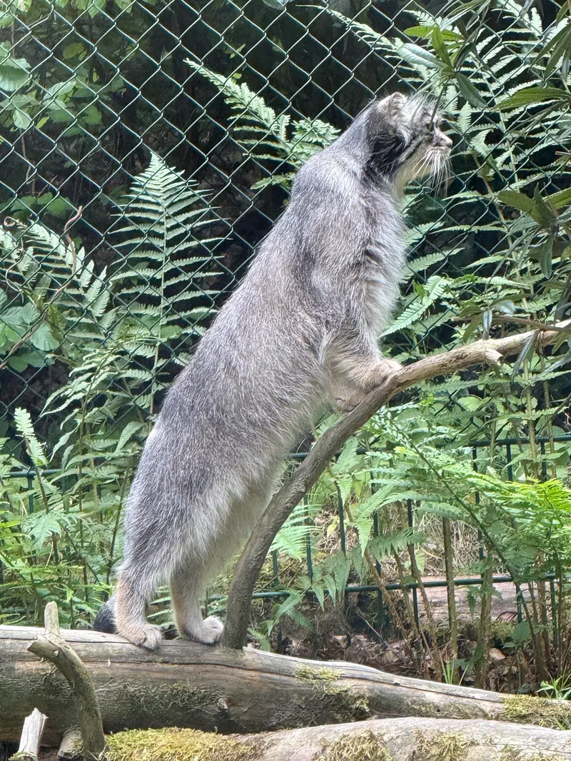 オペル動物園のバトゥの写真