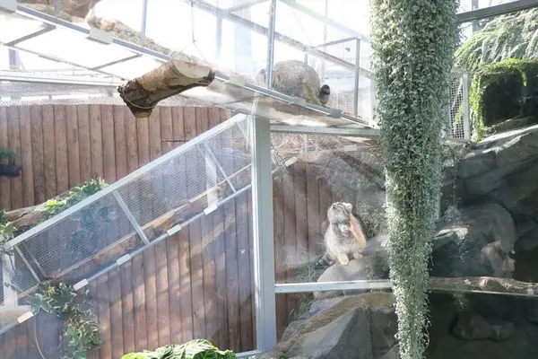 神戸どうぶつ王国のレフとアズの写真