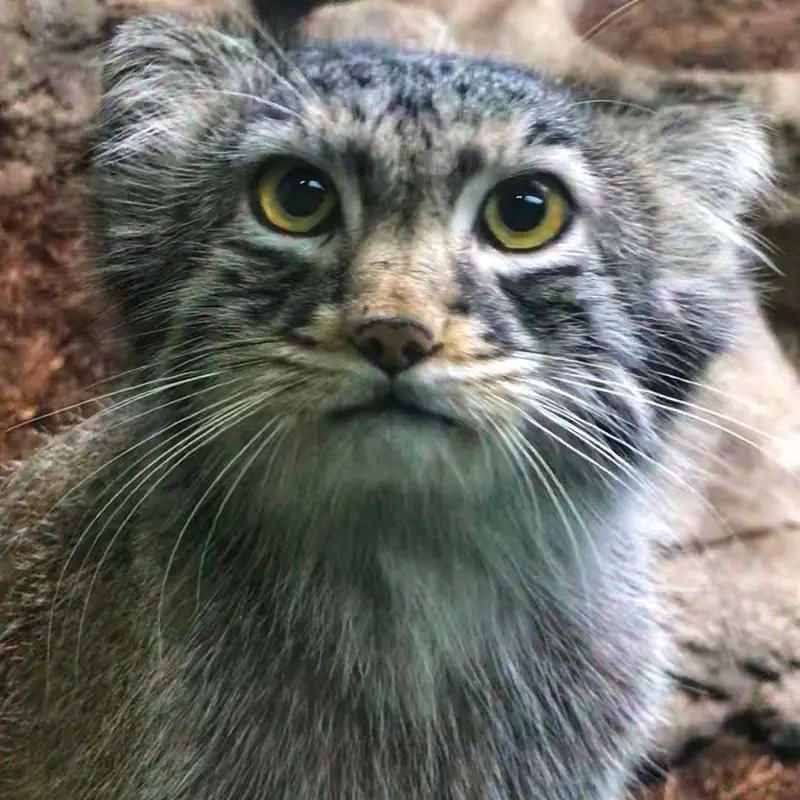 バーミングハム動物園のアトラスの写真