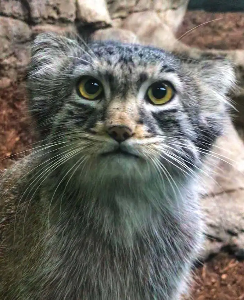 バーミングハム動物園のアトラスの写真