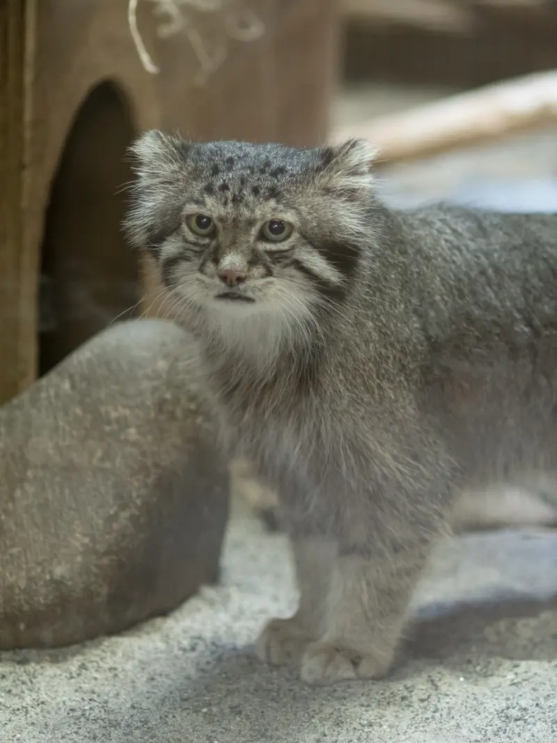 恩賜上野動物園のクリョンの写真