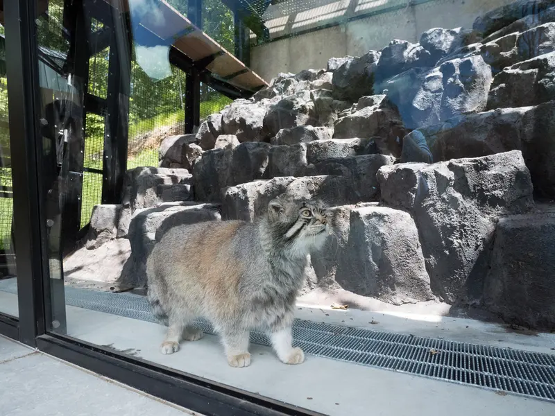 旭山動物園のグルーシャの写真
