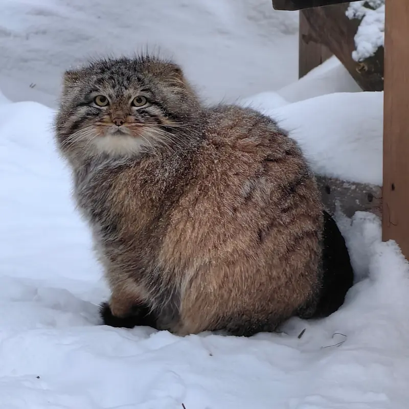 ノヴォシビルスク動物園のアッケムの写真