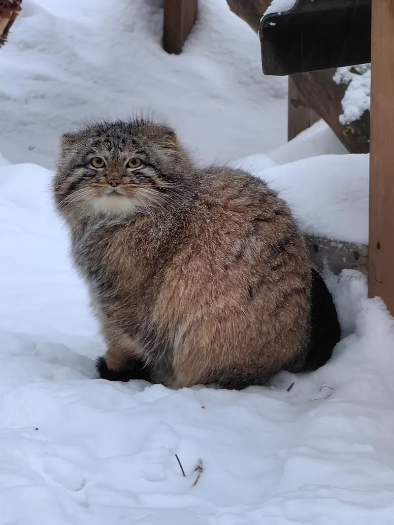 ノヴォシビルスク動物園のアッケムの写真