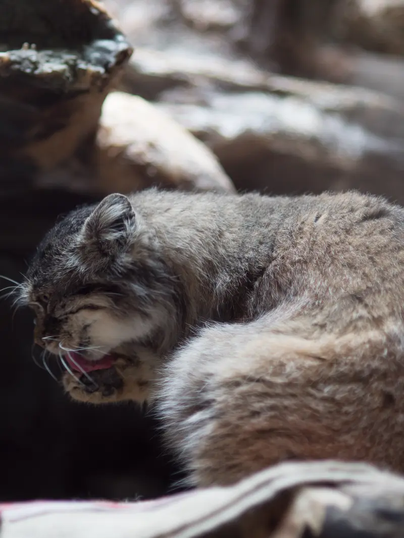 恩賜上野動物園のプリームラの写真
