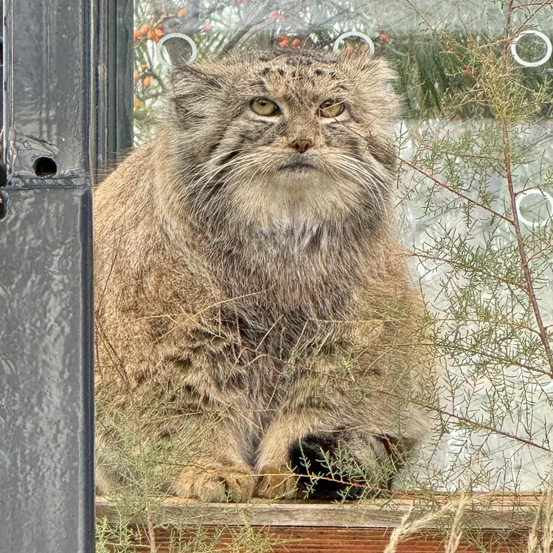 プラハ動物園のスパイの写真