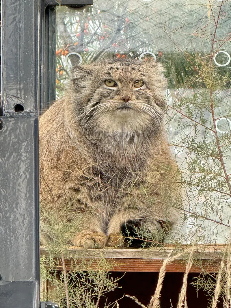 プラハ動物園のスパイの写真