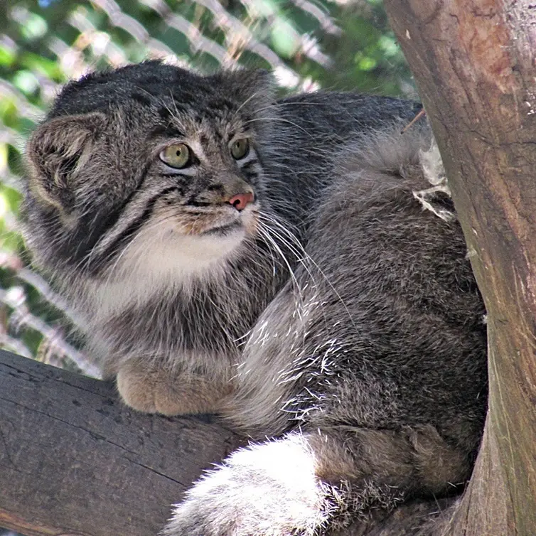 ノヴォシビルスク動物園のマヌルネコの写真