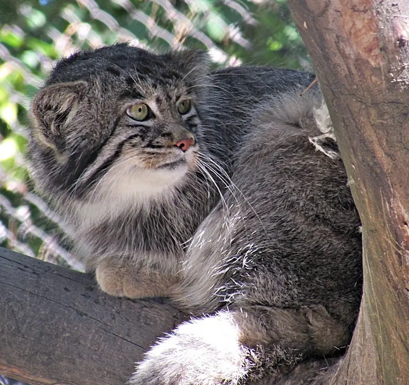 ノヴォシビルスク動物園のマヌルネコの写真