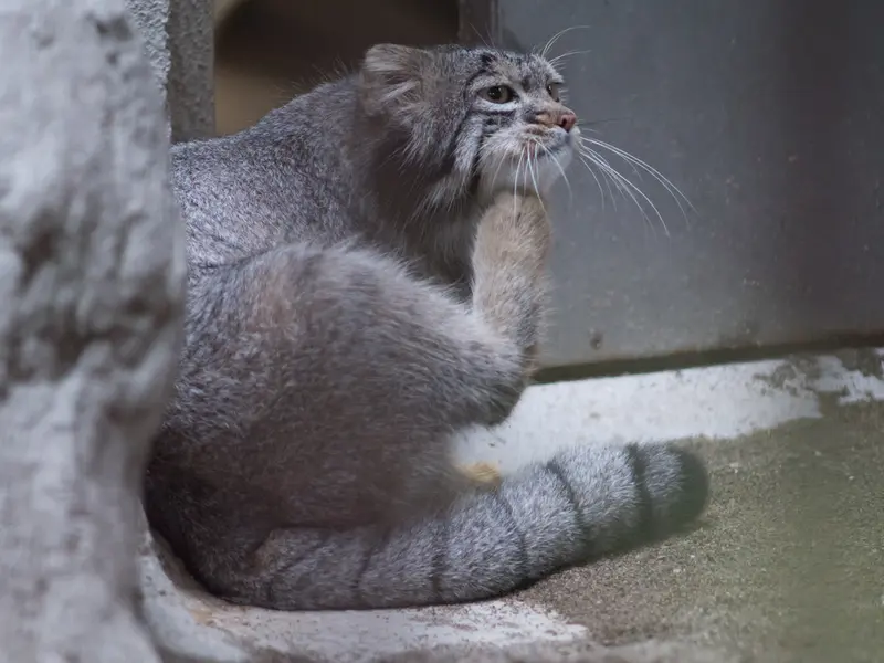 野毛山動物園のフィーガの写真