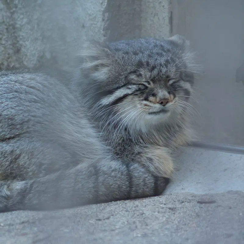野毛山動物園のフィーガの写真