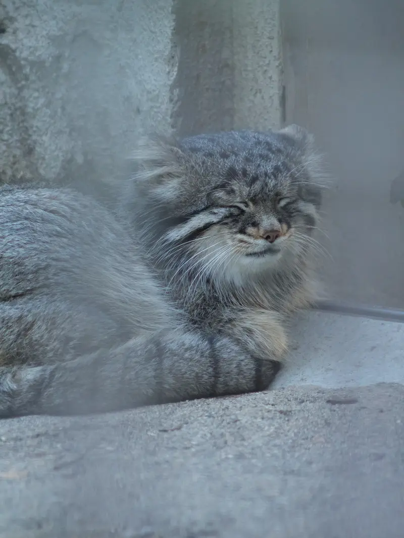 野毛山動物園のフィーガの写真
