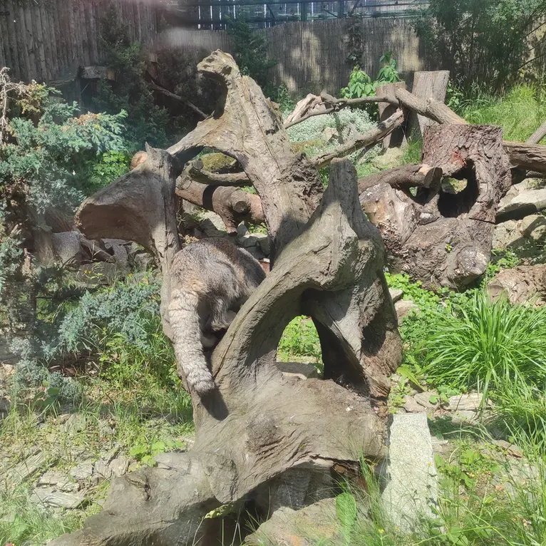 ヴロツワフ動物園のザリナの写真
