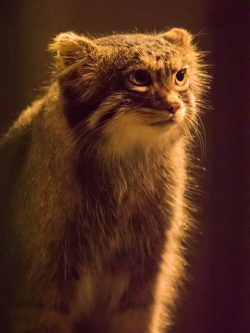 野毛山動物園のフィーガの写真