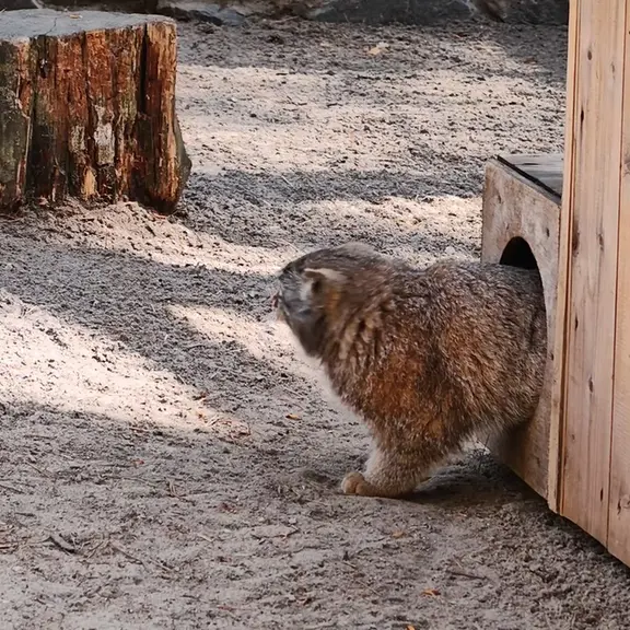 ノヴォシビルスク動物園のマヌルネコの写真
