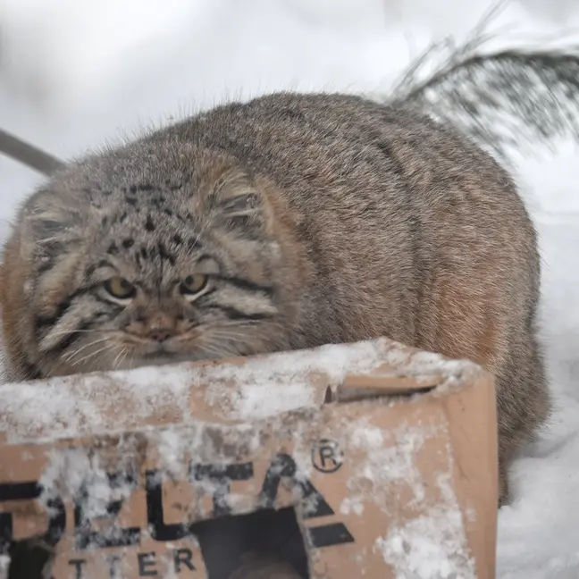 ノヴォシビルスク動物園のコソグラジクの写真