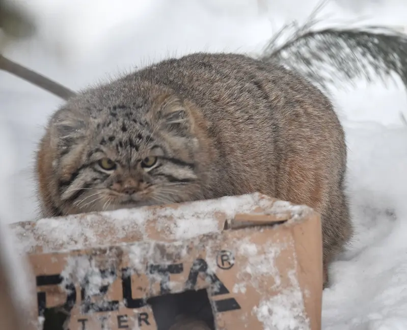 ノヴォシビルスク動物園のコソグラジクの写真
