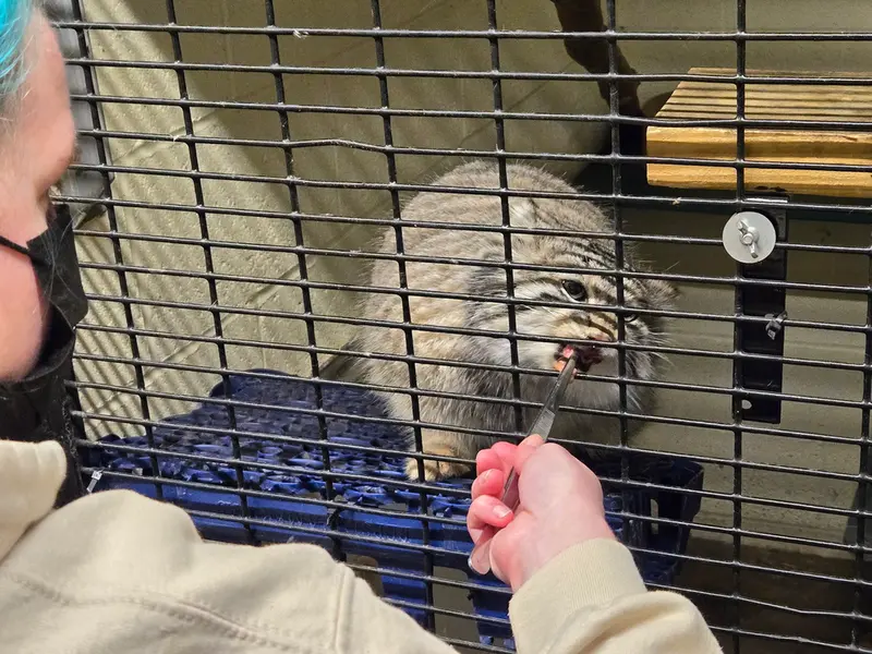 オグルベイ・グッド動物園のディーンの写真