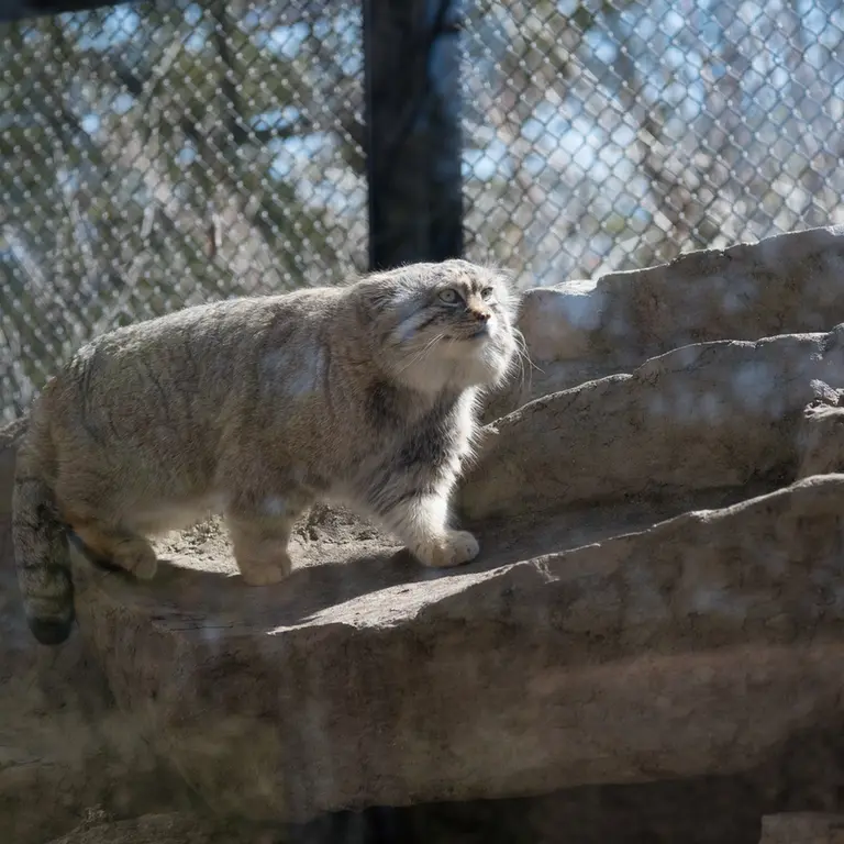 埼玉県こども動物自然公園のロータスの写真