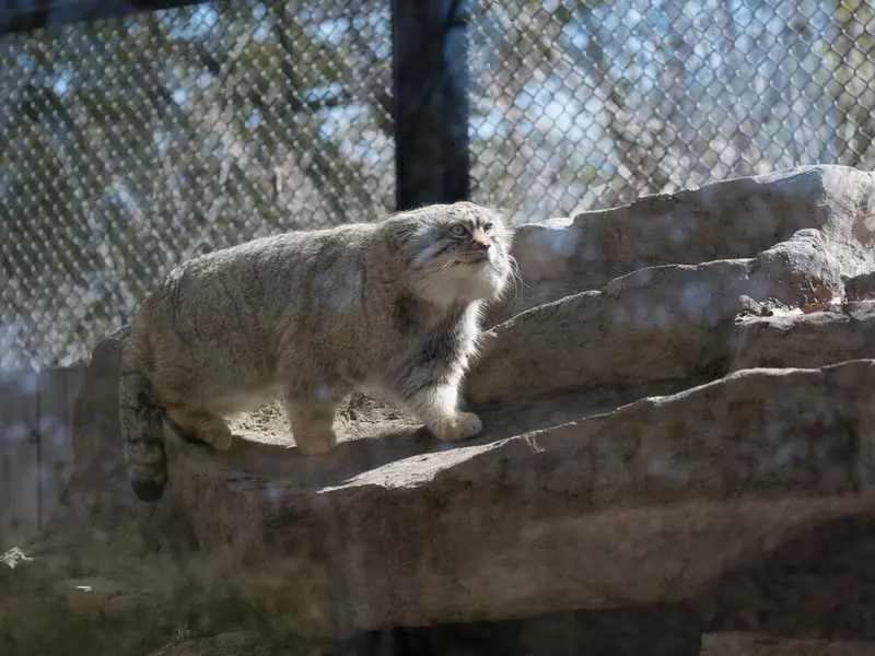 埼玉県こども動物自然公園のロータスの写真