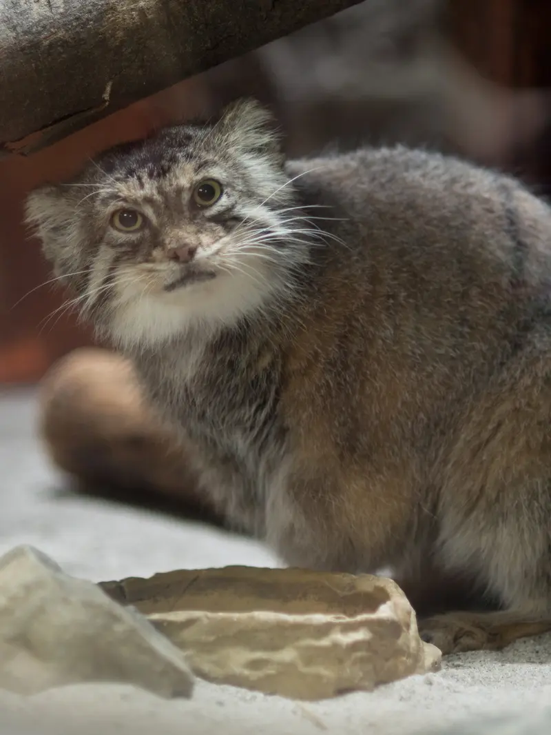 恩賜上野動物園のプリームラの写真