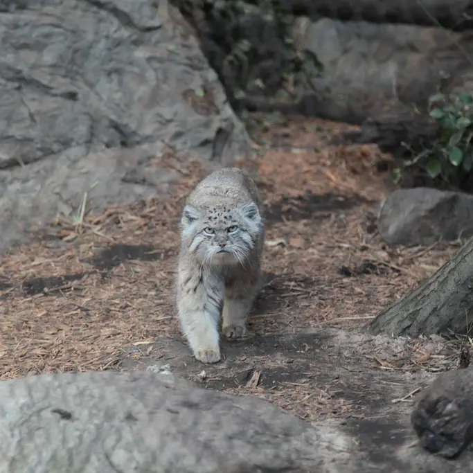 プロスペクト・パーク動物園のバトゥの写真