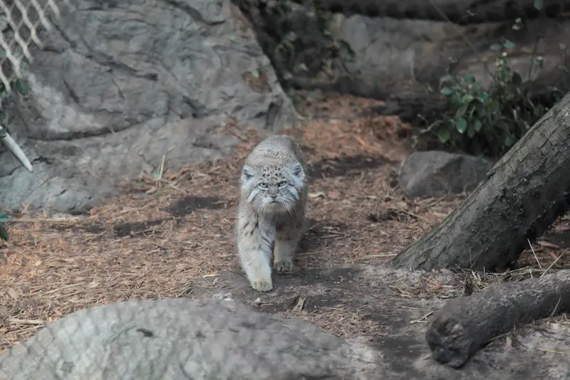 プロスペクト・パーク動物園のバトゥの写真