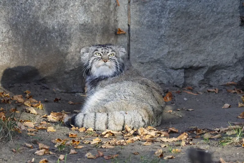 モスクワ動物園のティモフェイの写真