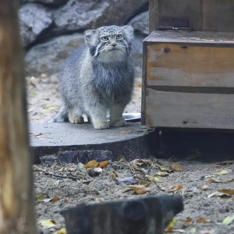 ノヴォシビルスク動物園のイヴの写真