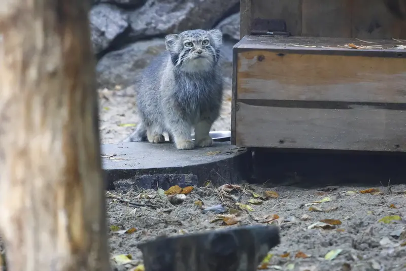 ノヴォシビルスク動物園のイヴの写真