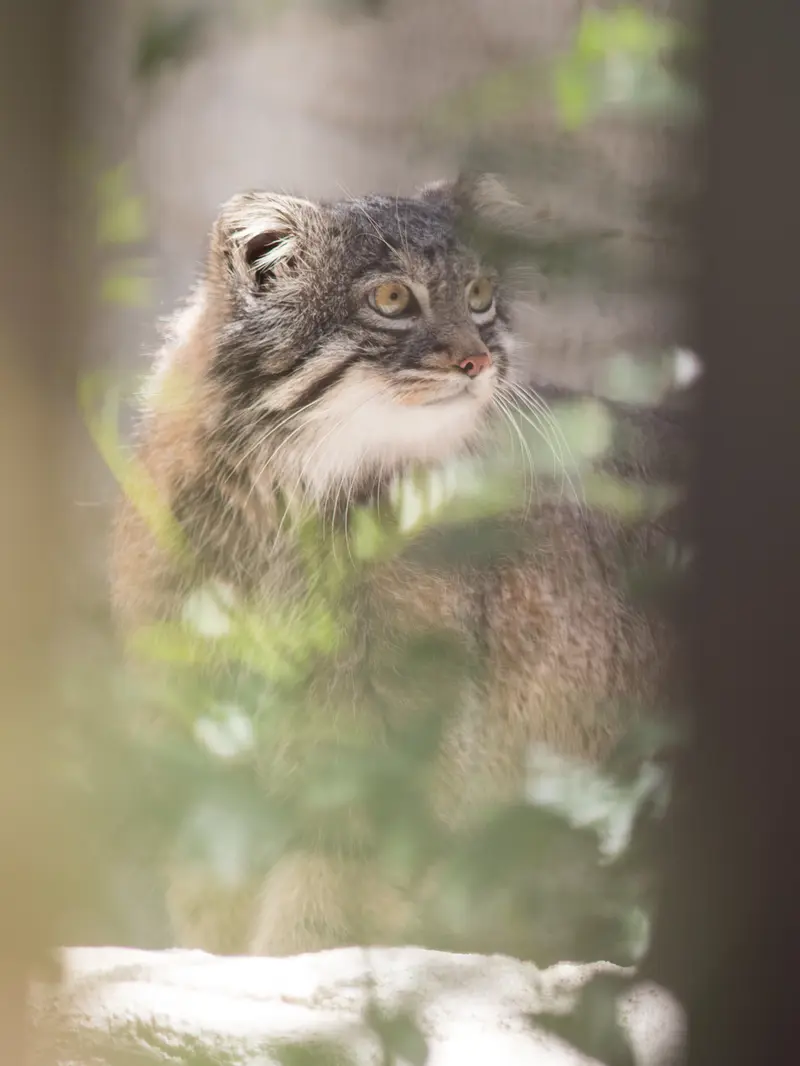 野毛山動物園のフィーガの写真
