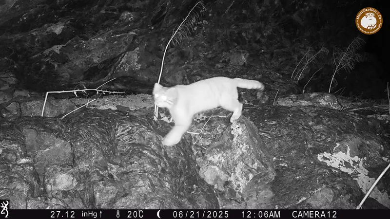 ジュンディ1カメラトラップで撮影したOtocolobus manul manulの写真