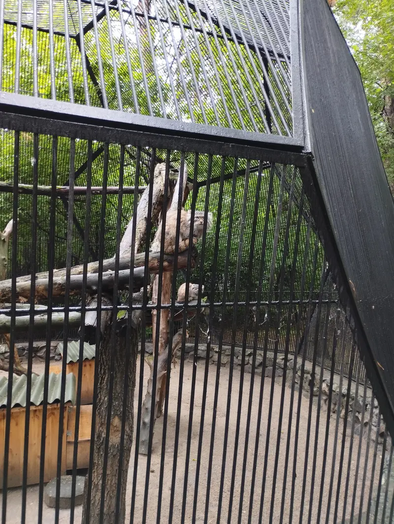 ノヴォシビルスク動物園のマヌルネコの写真