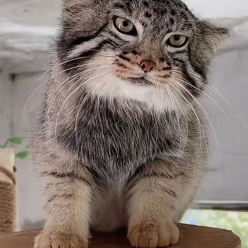 青海チベット高原野生動物園のスン・ダーニャンの写真