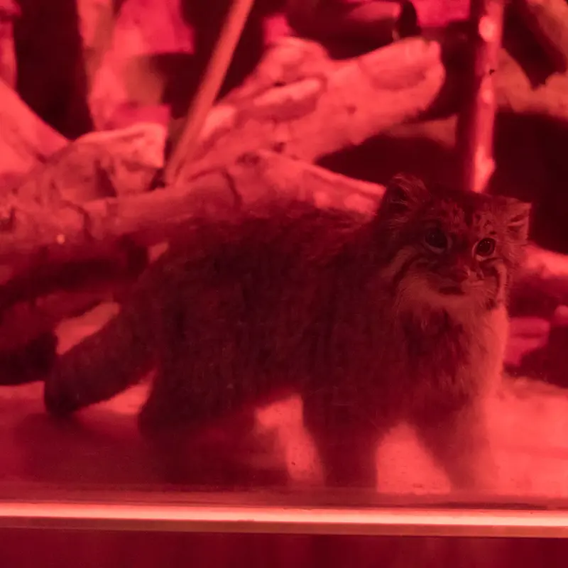 恩賜上野動物園のナイマの写真