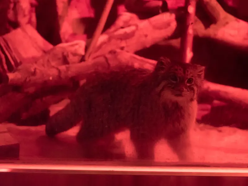 恩賜上野動物園のナイマの写真