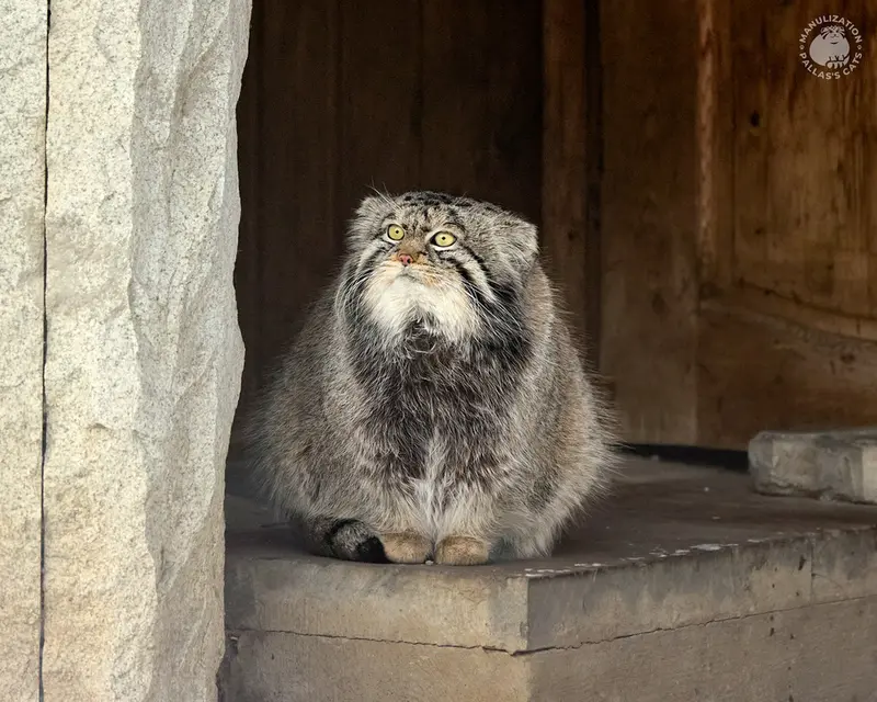 モスクワ動物園のティモフェイの写真
