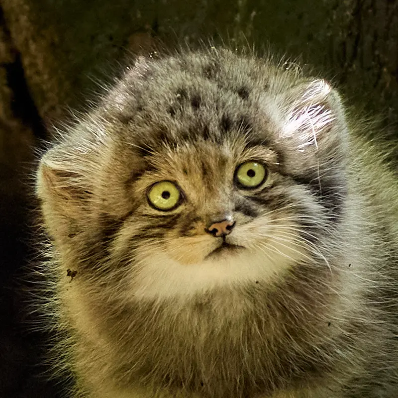 ケムニッツ動物園のマヌルネコのトゥヤ