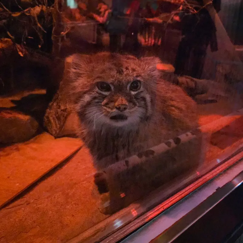 恩賜上野動物園のナイマの写真