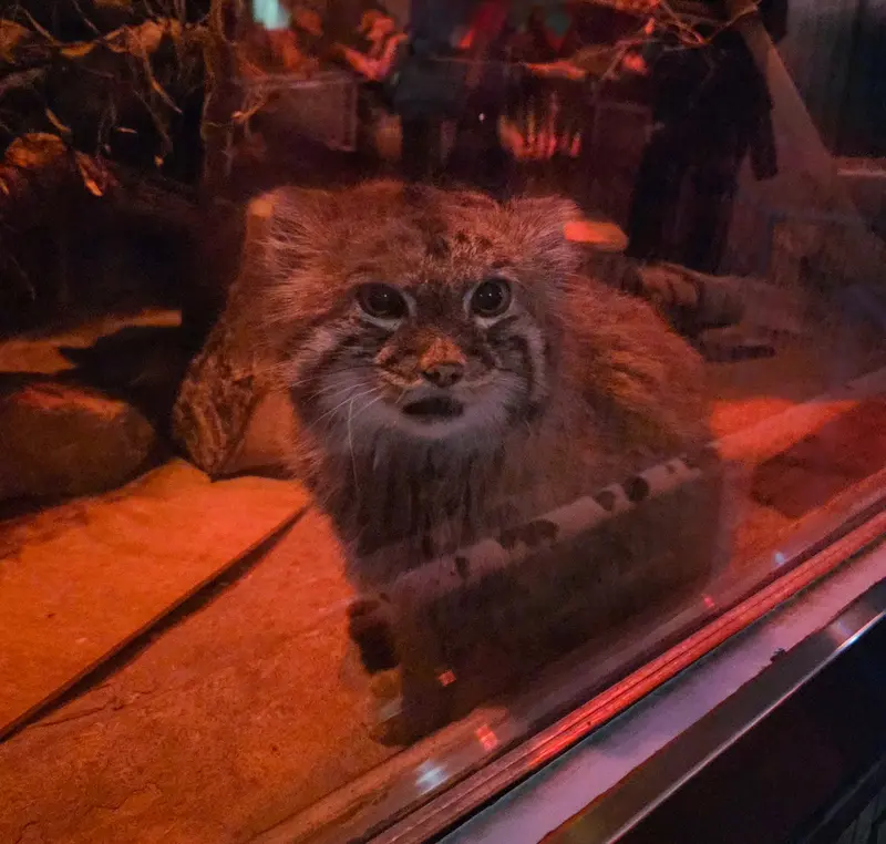 恩賜上野動物園のナイマの写真