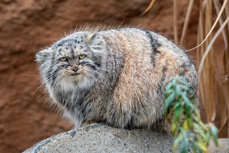 プラハ動物園のプリンセッサの写真