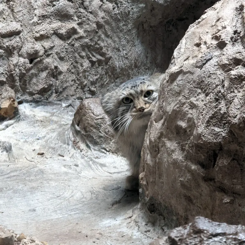 バーミンガム動物園のミーシャの写真