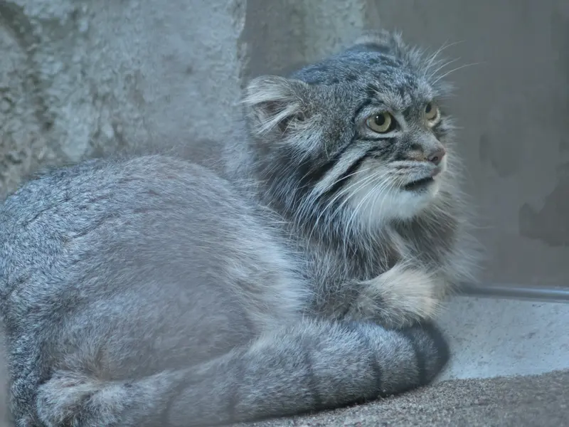 野毛山動物園のフィーガの写真