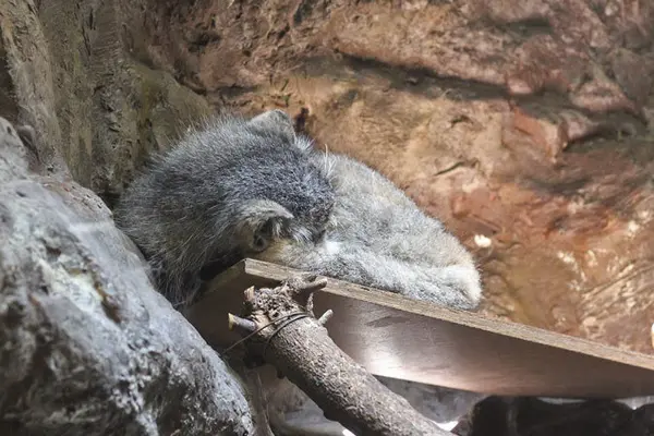 恩賜上野動物園のユスの写真