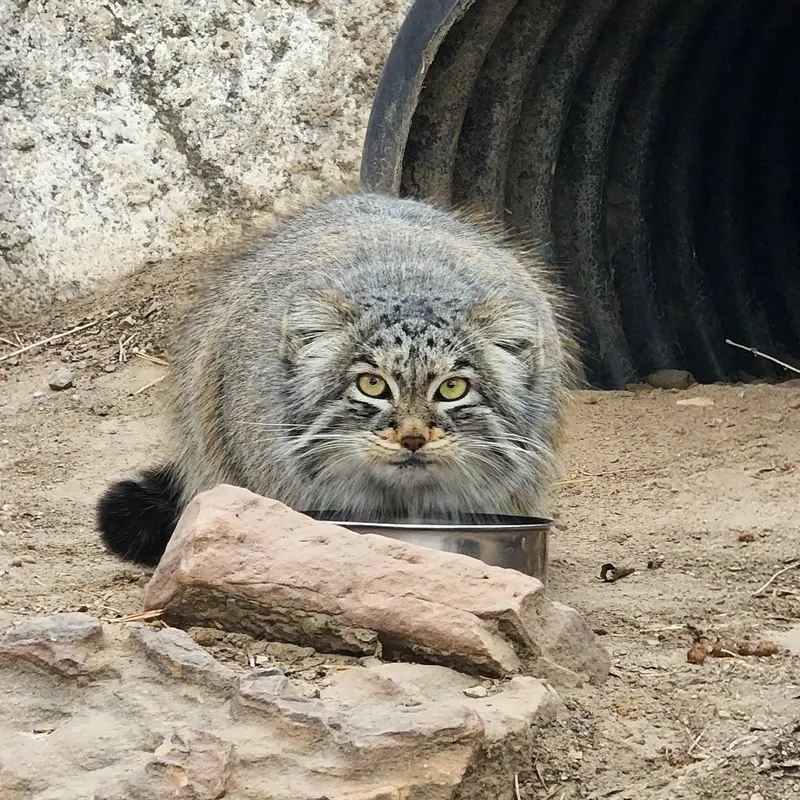 プエブロ動物園のオリーブの写真