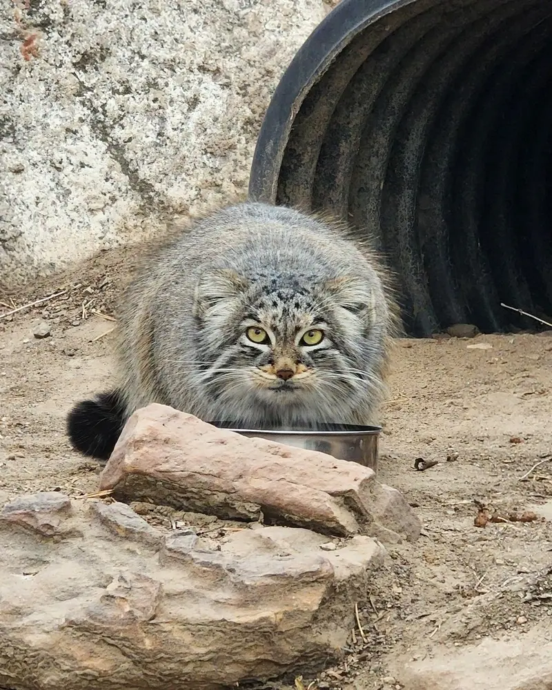 プエブロ動物園のオリーブの写真