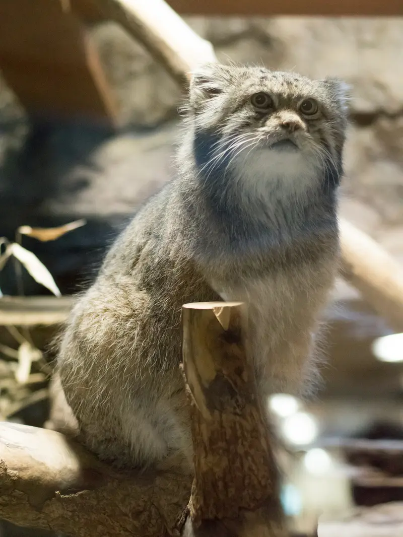 恩賜上野動物園のクリョンの写真